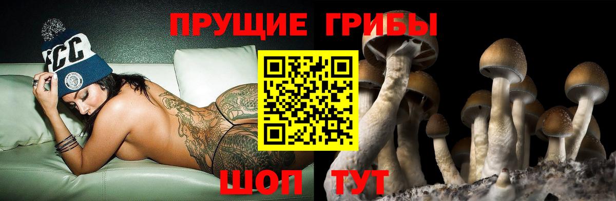 Псилоцибиновые грибы Psilocybe  где можно купить   Хасавюрт  Вход с VPN 